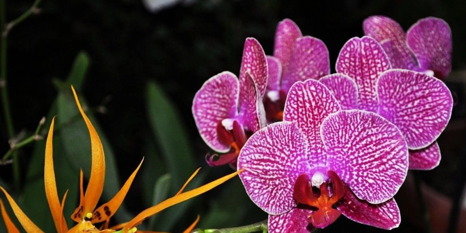 Вы сейчас просматриваете 13-й ежегодный Фестиваль орхидей в Хисаркей на Северном Кипре